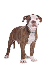 Image showing American Bulldog in front of a white background