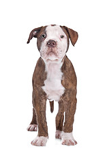 Image showing American Bulldog in front of a white background