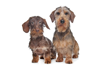 Image showing Two miniature Wire-haired dachshund dogs