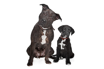 Image showing two mixed breed dogs