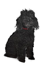 Image showing Black poodle