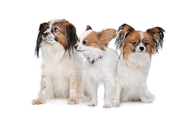 Image showing three Papillon dogs