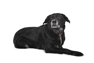 Image showing mixed breed dog