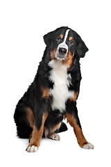 Image showing Bernese Mountain Dog