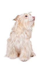 Image showing mixed breed podengo dog