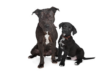 Image showing two mixed breed dogs