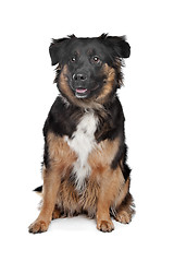 Image showing mixed breed dog