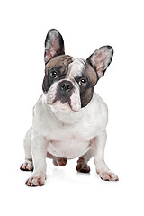 Image showing French Bulldog