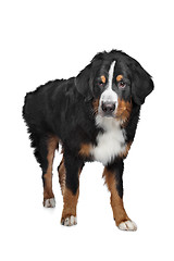 Image showing Bernese Mountain Dog