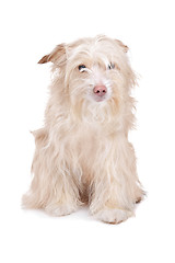 Image showing mixed breed podengo dog