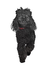 Image showing Black poodle