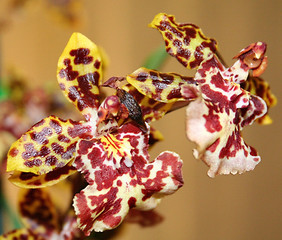 Image showing Orchids