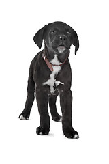 Image showing Mixed breed puppy