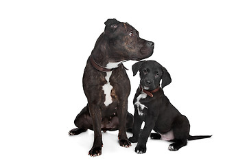 Image showing two mixed breed dogs