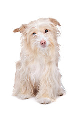 Image showing mixed breed podengo dog