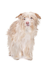 Image showing mixed breed podengo dog