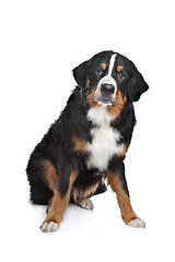 Image showing Bernese Mountain Dog