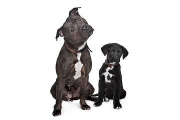 Image showing two mixed breed dogs