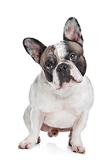 Image showing French Bulldog