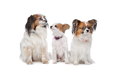 Image showing three Papillon dogs