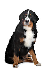 Image showing Bernese Mountain Dog