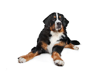 Image showing Bernese Mountain Dog