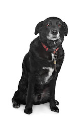 Image showing mixed breed dog