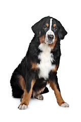 Image showing Bernese Mountain Dog