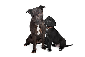 Image showing two mixed breed dogs