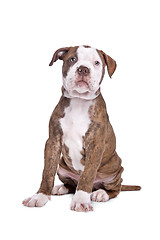 Image showing American Bulldog in front of a white background