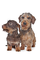 Image showing Two miniature Wire-haired dachshund dogs