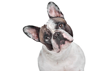 Image showing French Bulldog