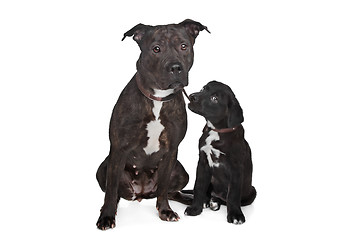 Image showing two mixed breed dogs