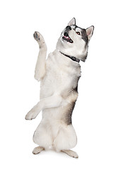 Image showing Siberian Husky