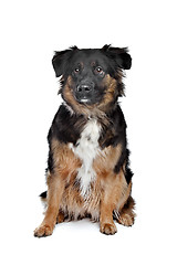 Image showing mixed breed dog