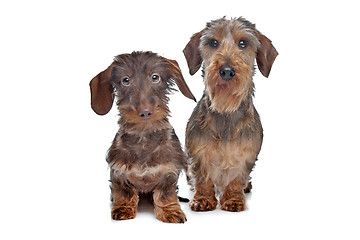 Image showing Two miniature Wire-haired dachshund dogs