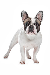 Image showing French Bulldog