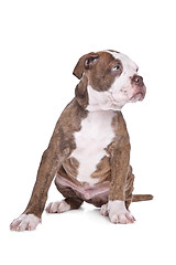 Image showing American Bulldog in front of a white background