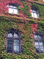 Image showing Ivy Windows