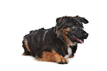 Image showing mixed breed dog