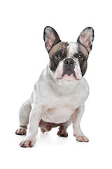 Image showing French Bulldog