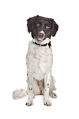 Image showing mixed breed dog. Dutch Partridge Dog, Frisian Pointing Dog