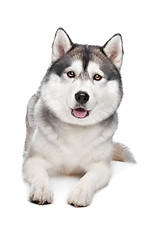 Image showing Siberian Husky