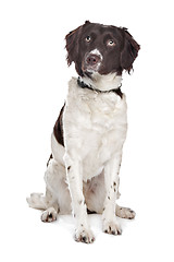 Image showing mixed breed dog. Dutch Partridge Dog, Frisian Pointing Dog