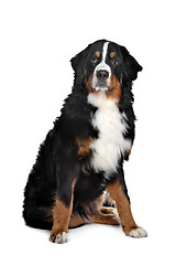 Image showing Bernese Mountain Dog