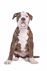 Image showing American Bulldog in front of a white background