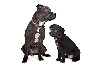 Image showing two mixed breed dogs