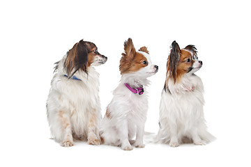 Image showing three Papillon dogs