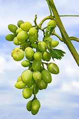 Image showing Cluster of white grapes