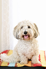 Image showing Cute dog portrait